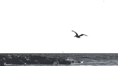 Seagull flying over sea