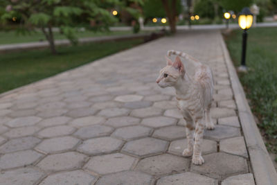 High angle view of dog on footpath