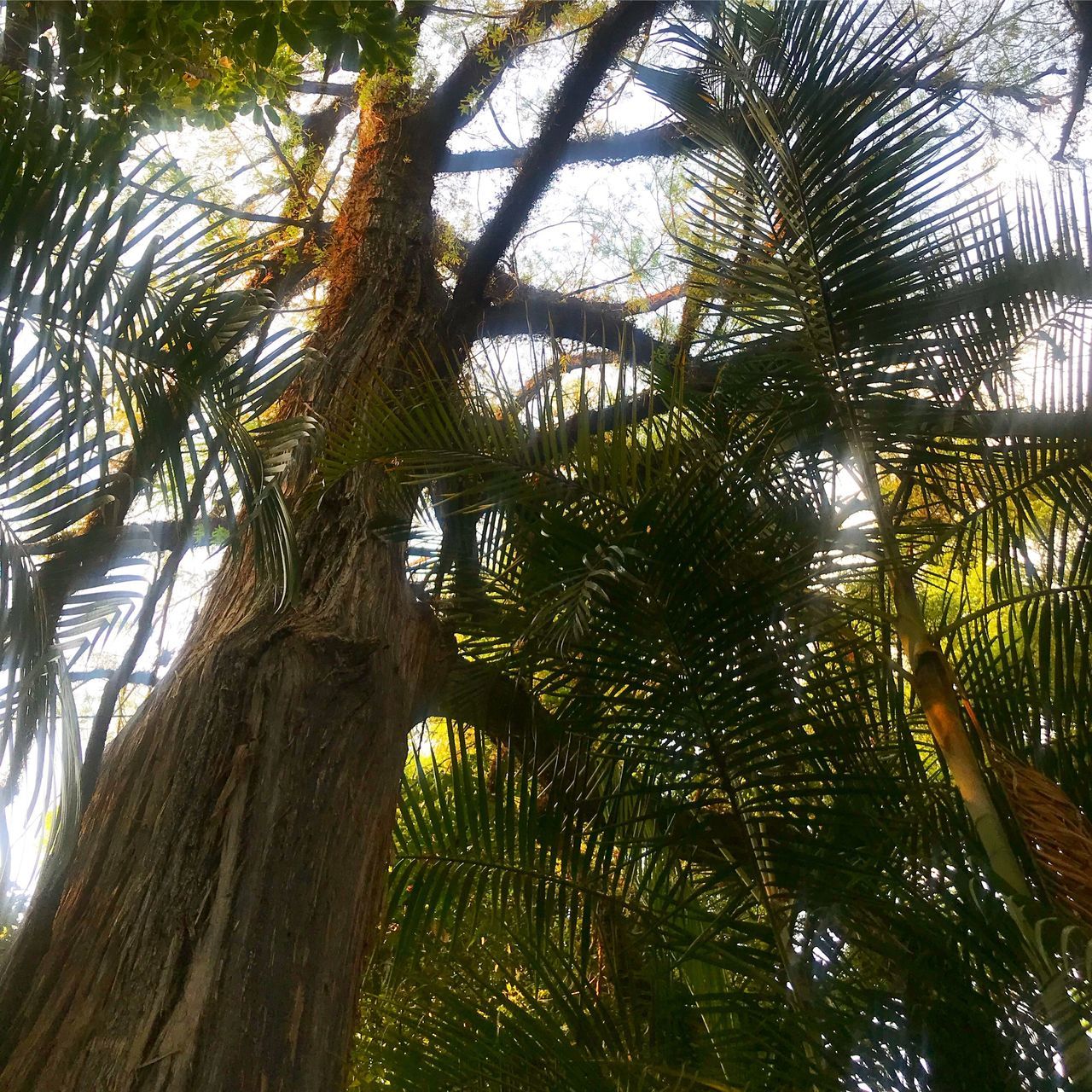 tree, growth, low angle view, tree trunk, nature, palm tree, outdoors, day, no people, beauty in nature, tranquility, green color, branch, sky, close-up