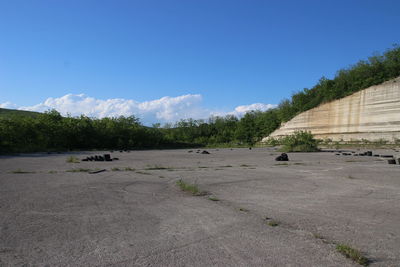 Trees against blue sky