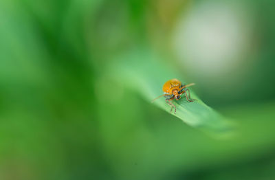 Close-up of insect on leaf