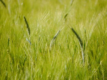 Full frame shot of corn field