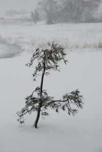 Bare tree on snow covered landscape