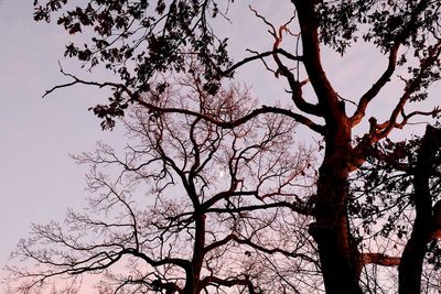 Low angle view of silhouette tree against sky