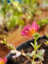 Close-up of flower against blurred background