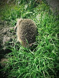 Trees on grassy field