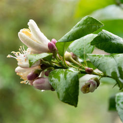 Close-up of pink flowering plant