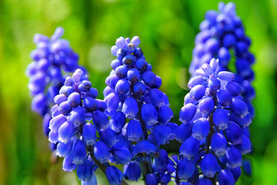 Close-up of purple flowering plants