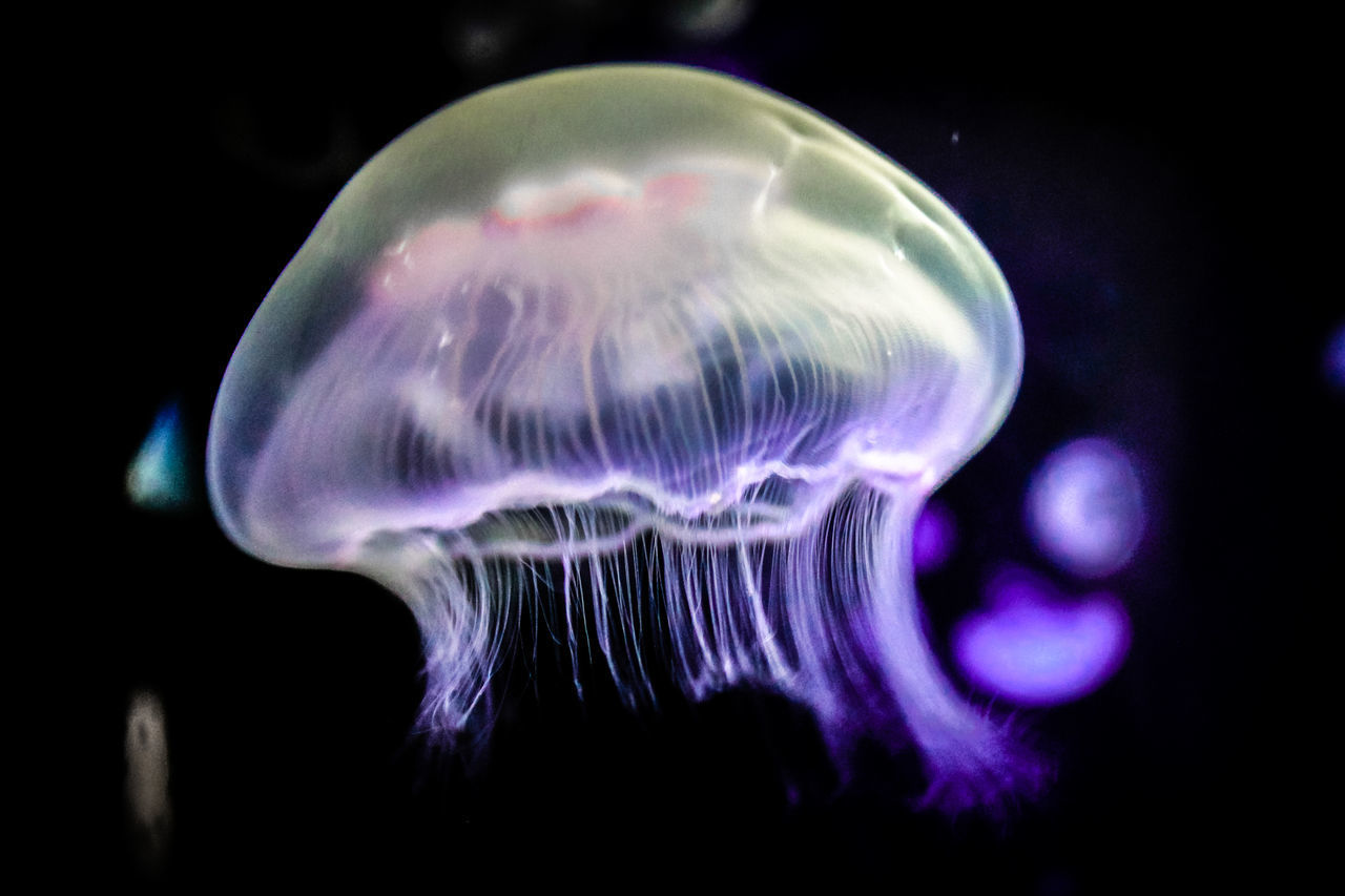 CLOSE-UP OF JELLYFISH IN SEA