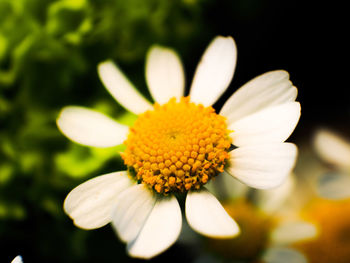 Close-up of daisy blooming outdoors