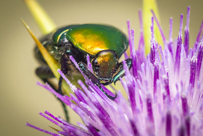 Close-up of honey bee on purple flower