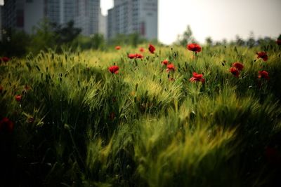 Red flowers blooming in field