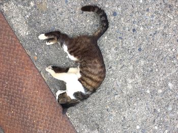 High angle view of cat relaxing