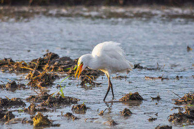 White duck in a lake