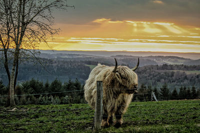 View of a highland cattle on field during sunset