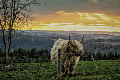View of a horse on field during sunset