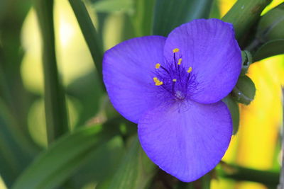 Close-up of purple flower