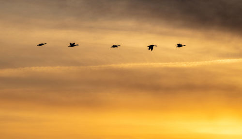 Low angle view of silhouette birds flying in sky