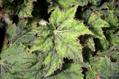 Close-up of fern in forest