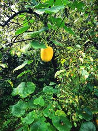 Close-up of fruits growing on tree