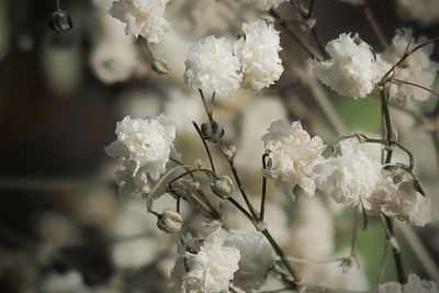 Close-up of white flowering plant