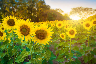 Close-up of yellow flowering plant on field