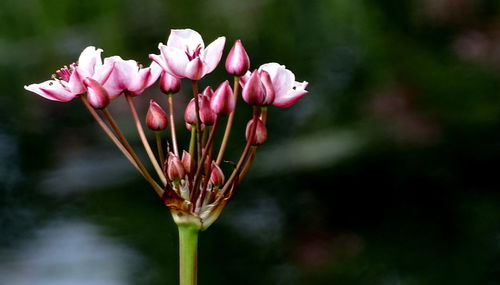 Close-up of pink flowering plant