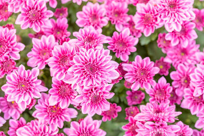 Close-up of pink flowering plants