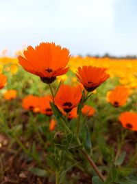 Close-up of orange flowering plant on field