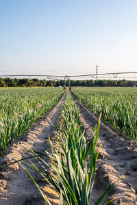 Scenic view of agricultural field against clear sky