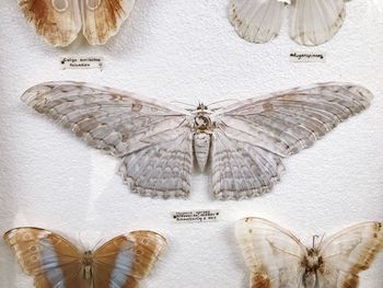 Close-up of butterfly on white background