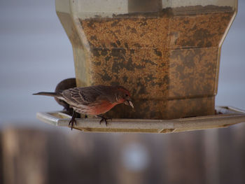 Close-up of bird in water