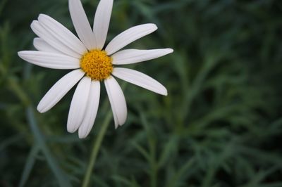 Close-up of white flower blooming outdoors