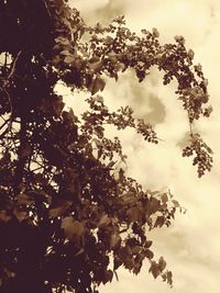 Low angle view of flowering tree against sky