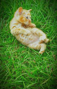 Cat relaxing on grassy field