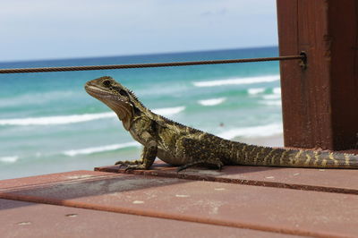 Close-up of lizard on sea shore