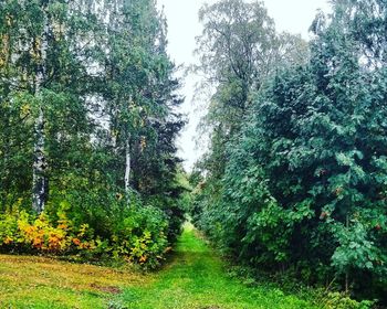 Trees growing in forest