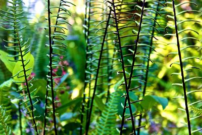 Close-up of leaves