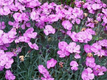 Full frame shot of pink flowers blooming in field