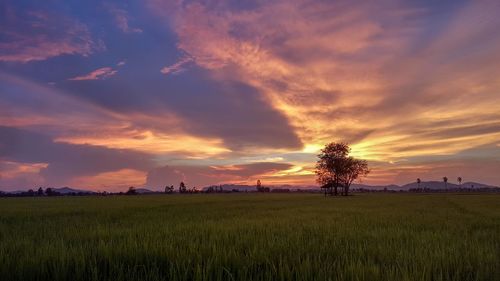 Scenic view of field against sky during sunset