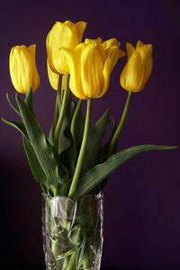 Close-up of yellow tulips in vase against black background