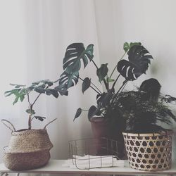 Houseplants on table against curtain at home