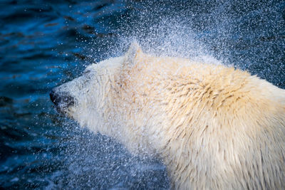 Close-up of white horse in water