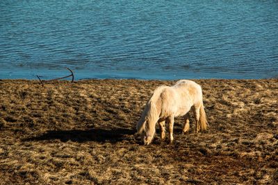 Horses in the sea