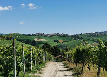 Scenic view of vineyard against sky
