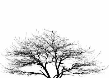 Low angle view of silhouette bare tree against clear sky