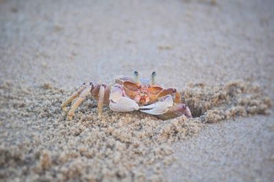 Close-up of crab on sand at beach