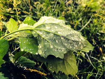 Close-up of water drops on leaf