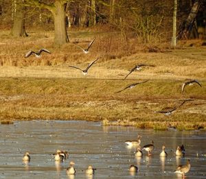 Birds flying over lake