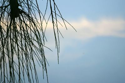 Low angle view of tree against sky